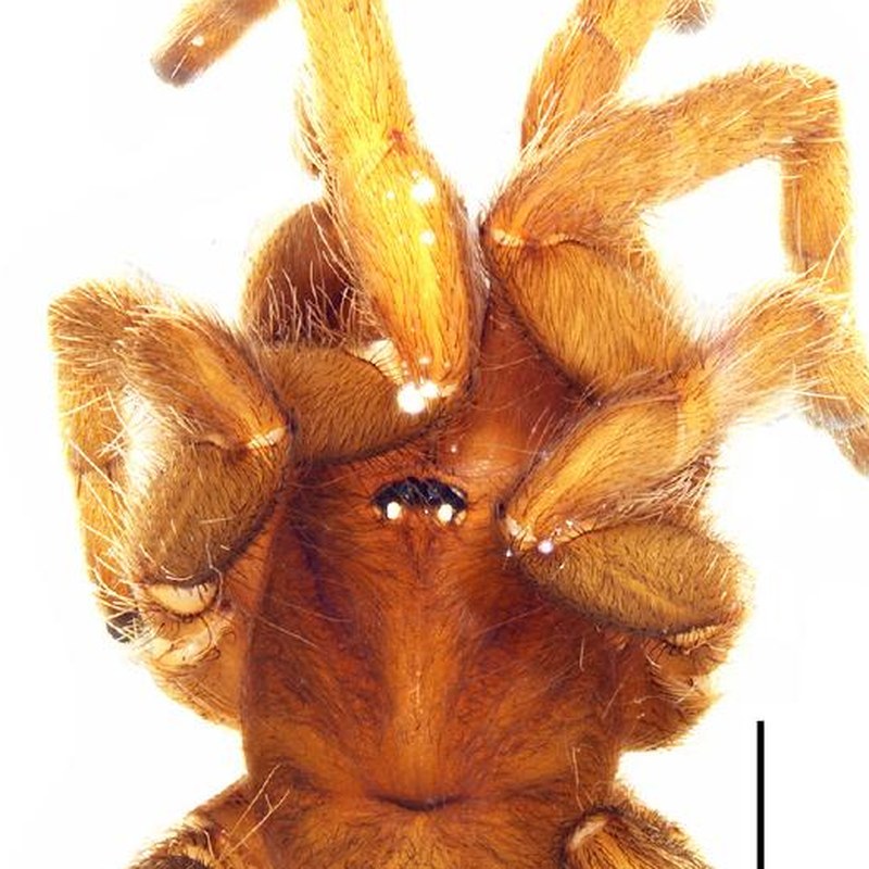 Phlogiellus birulai