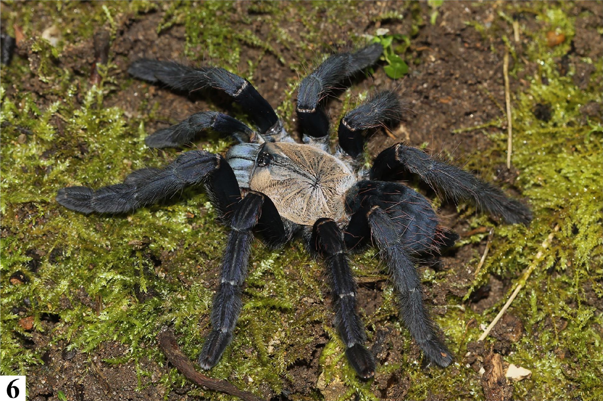 Female