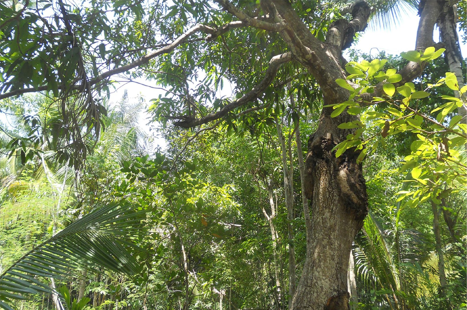Habitat