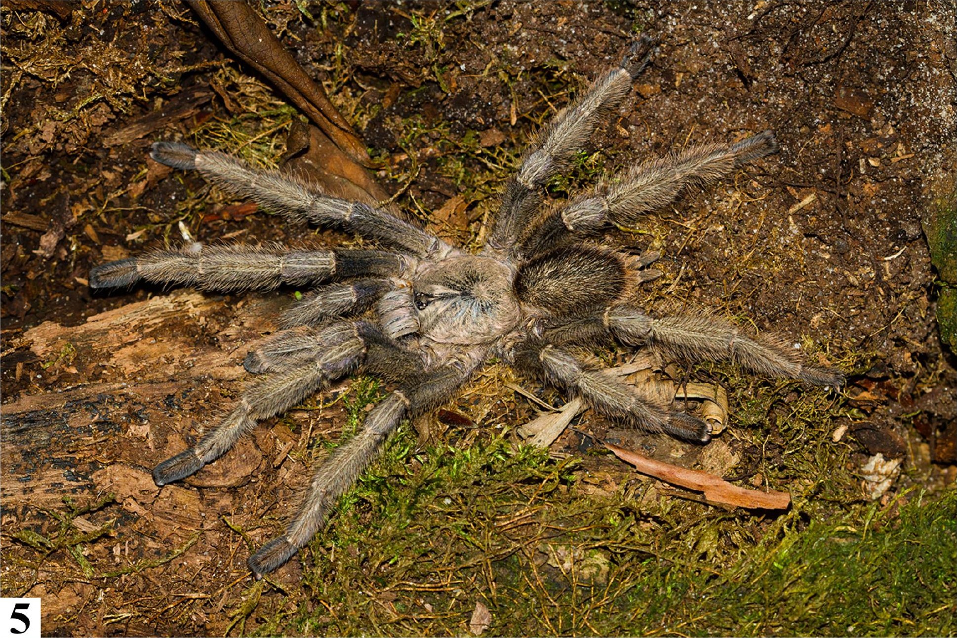 Male