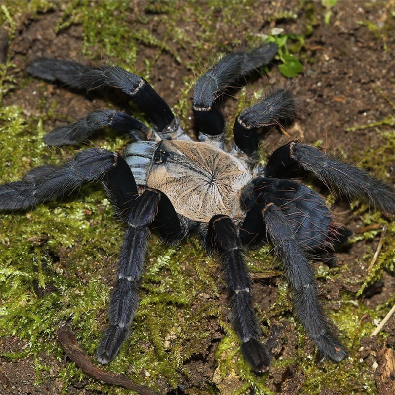 Phormingochilus hatihati