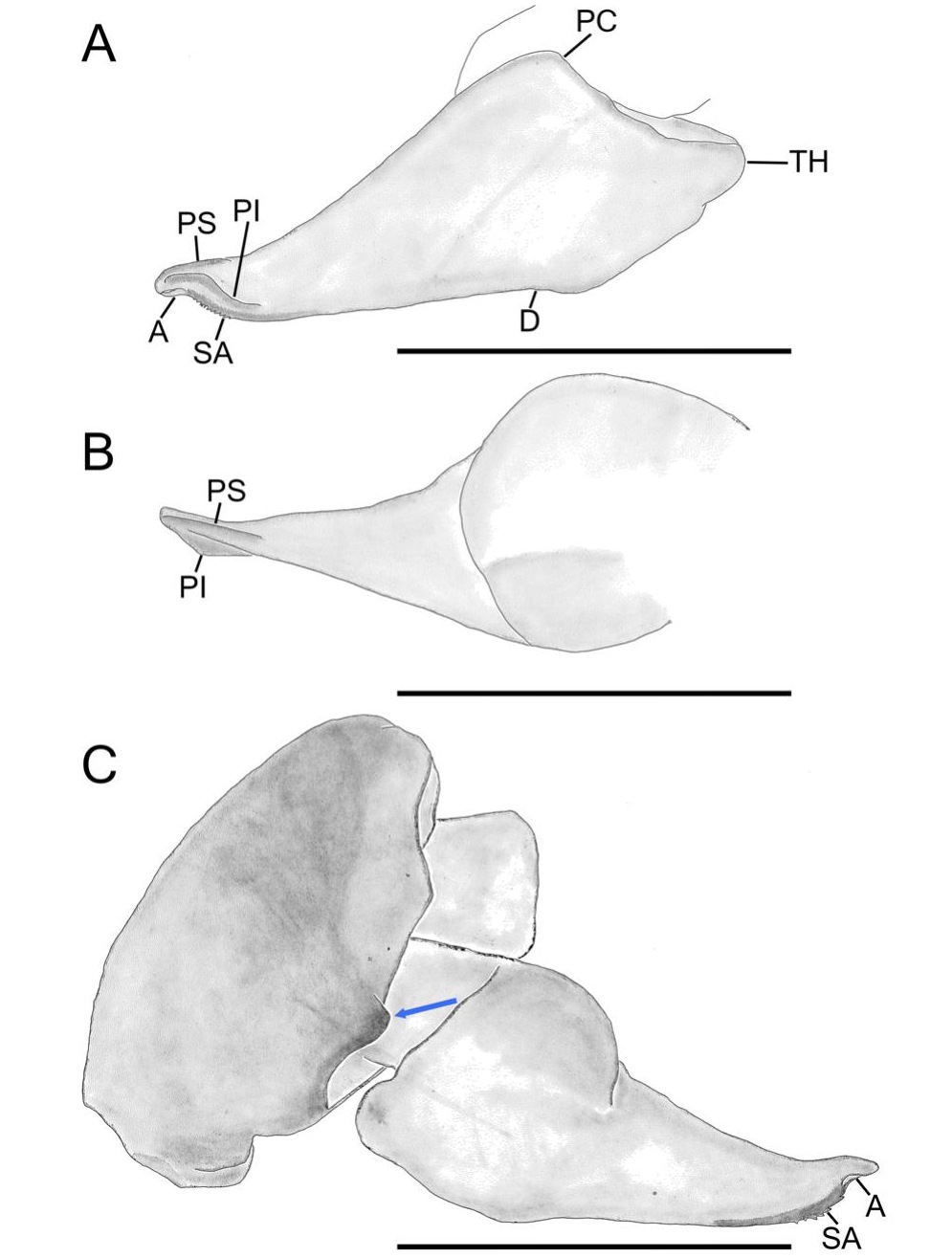 Male palp