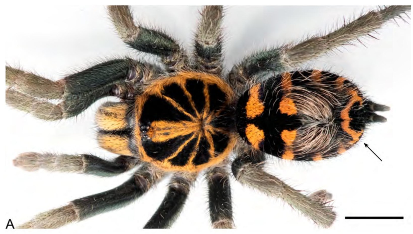 Live specimen
