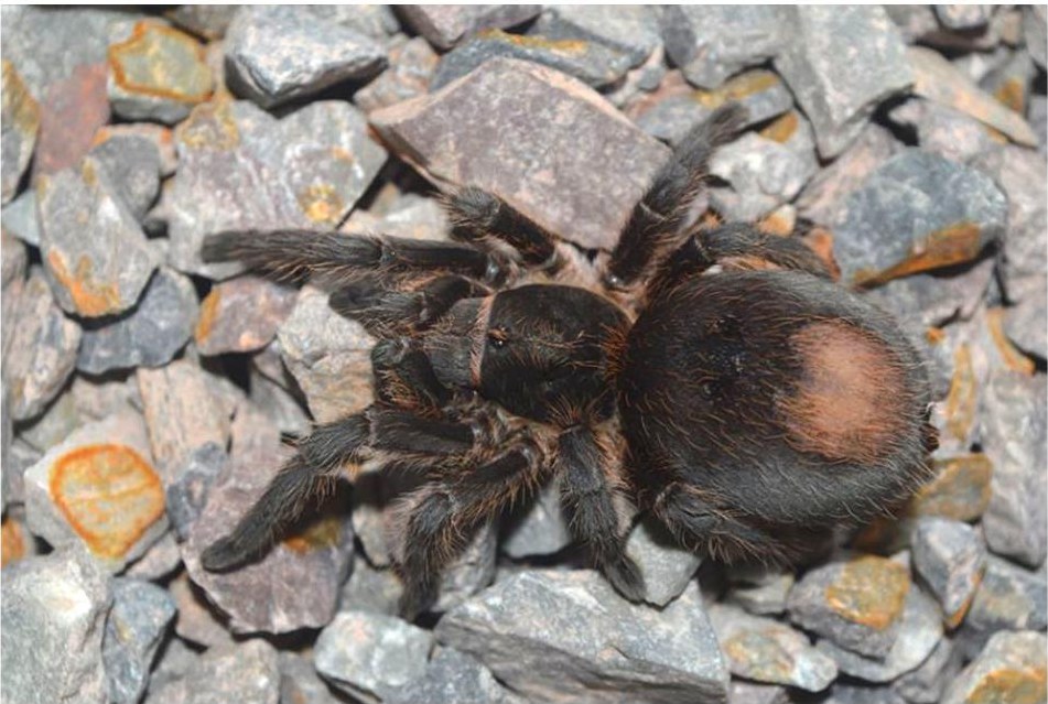 Female