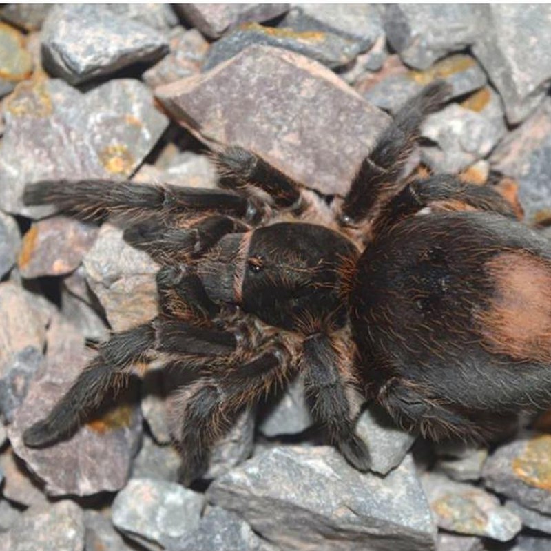 Plesiopelma arevaloae