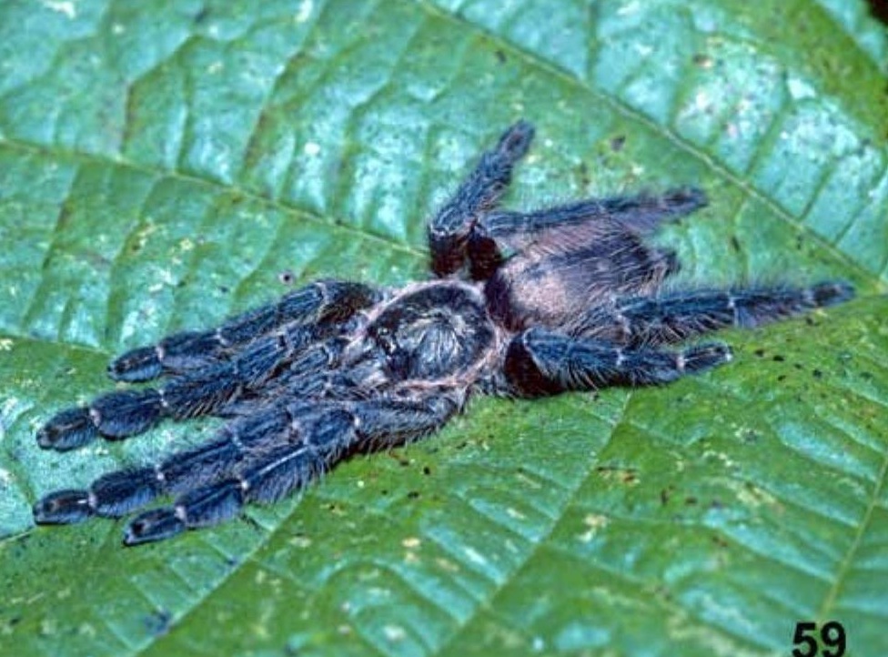 Female