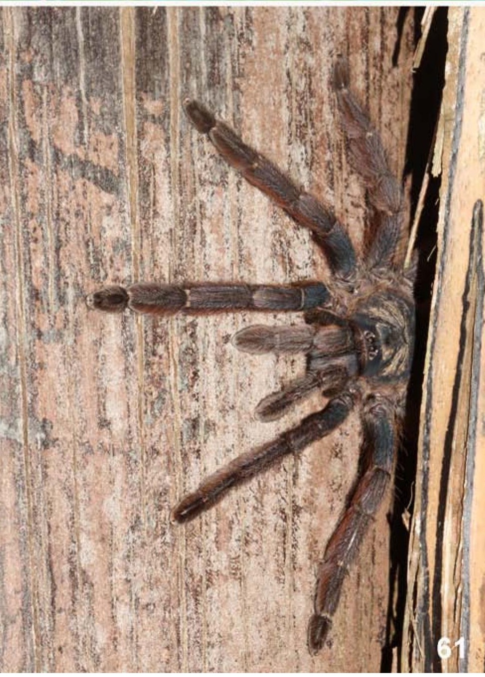 Tapinauchenius plumipes