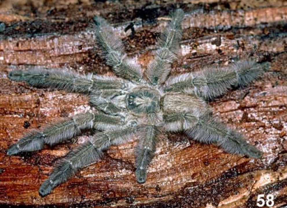 Male