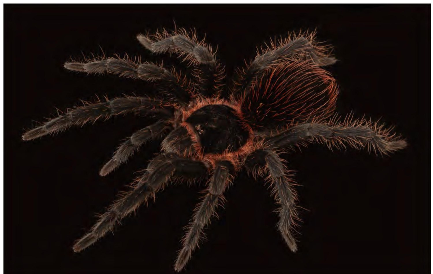 Romopelma barrigae