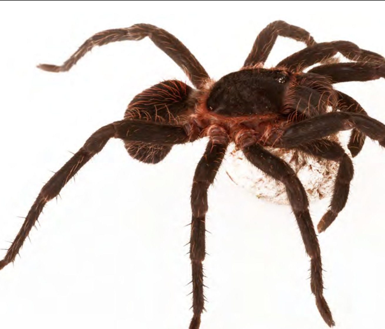 Live specimen