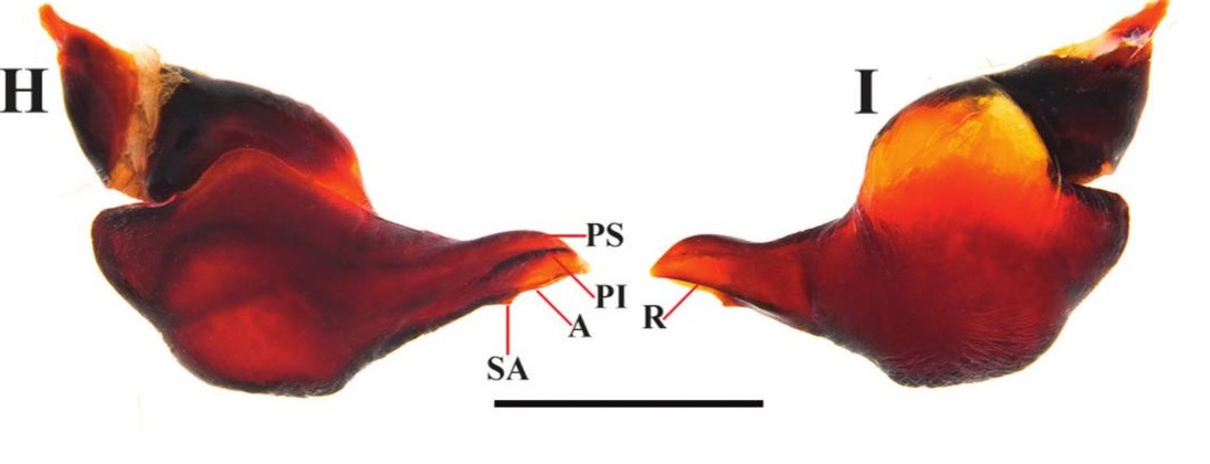 Male palp