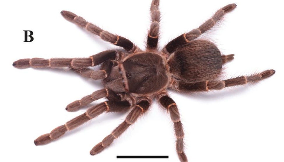 Female