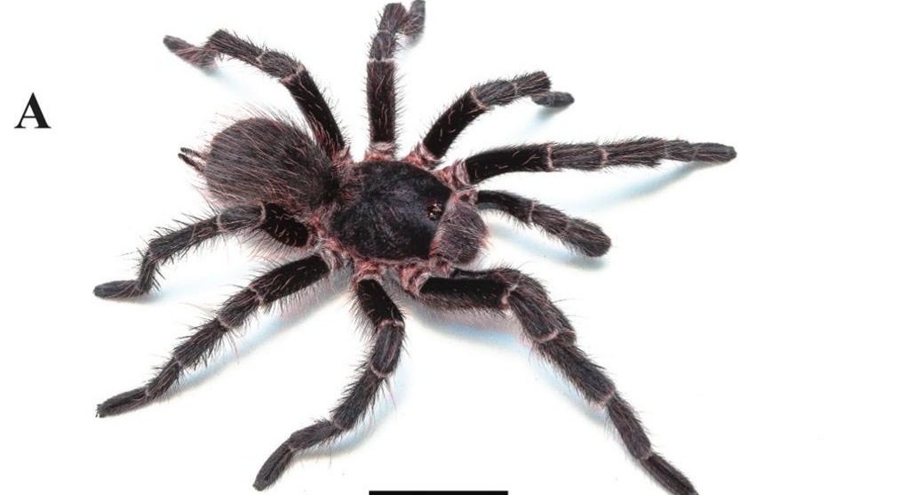 Male