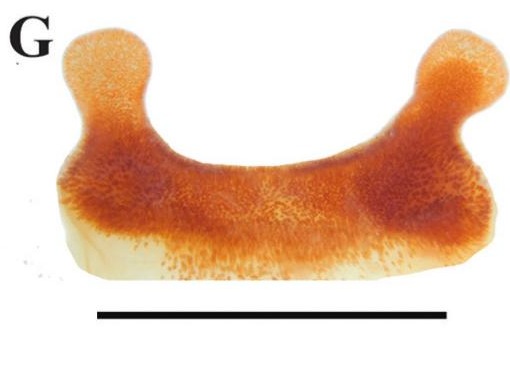 Spermathecae