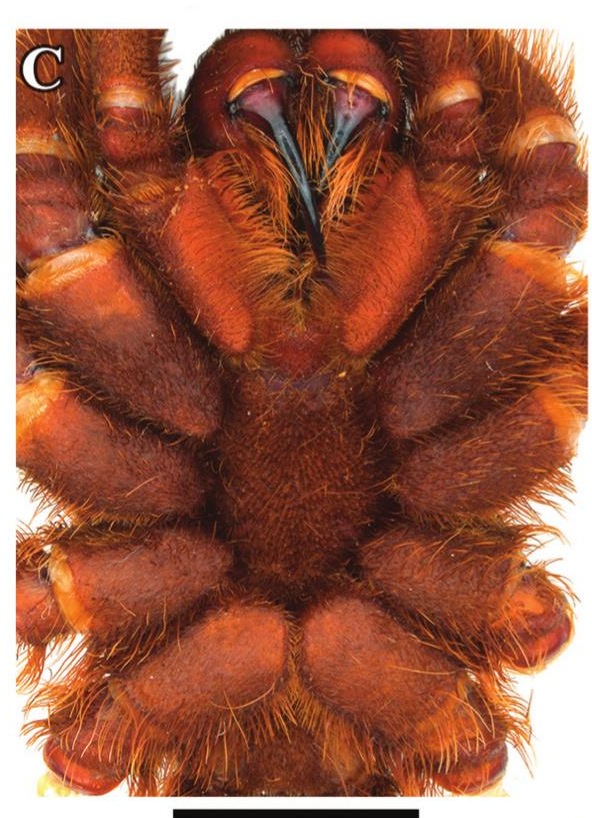 Underside