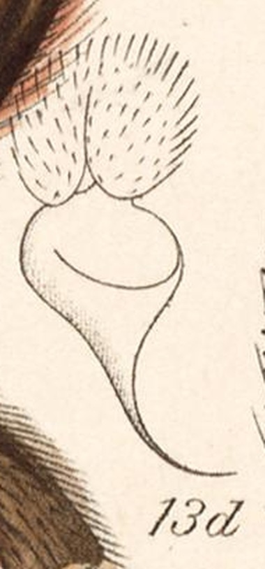 Male palp
