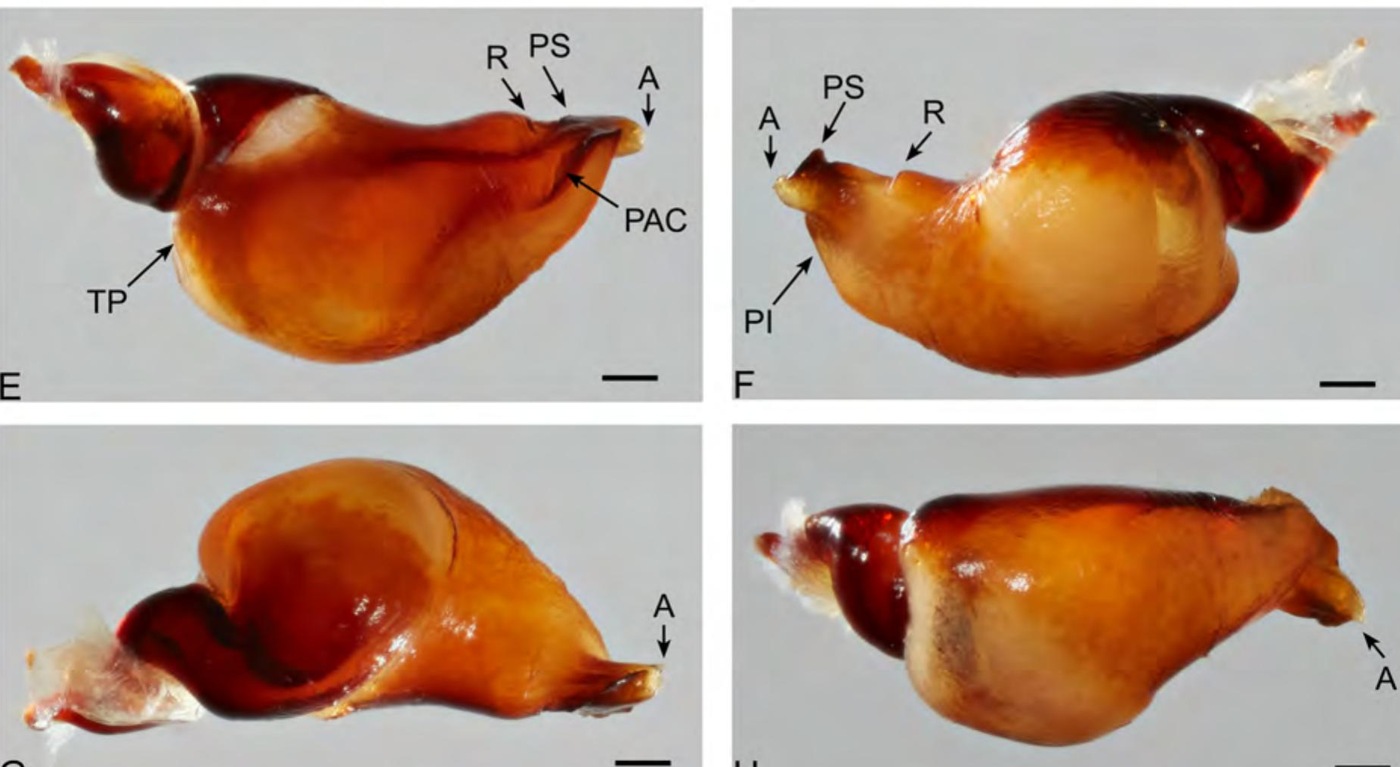 Male palp