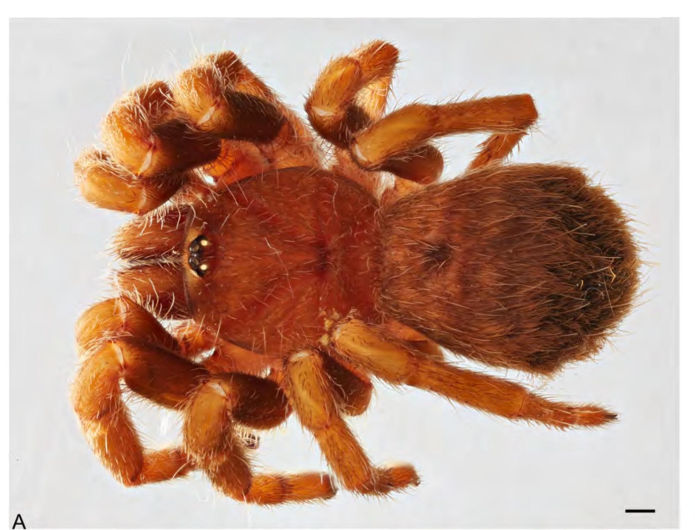 Female