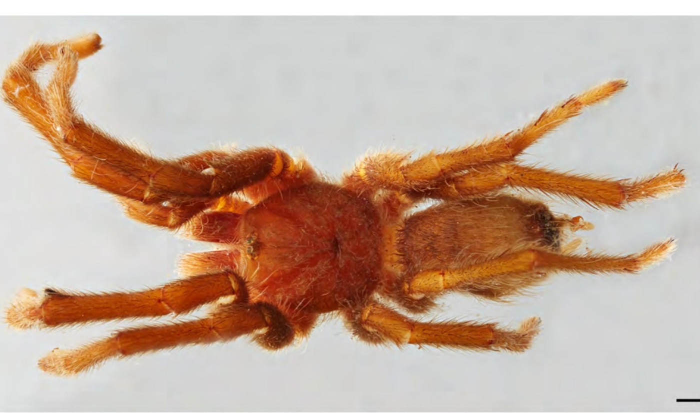 Male