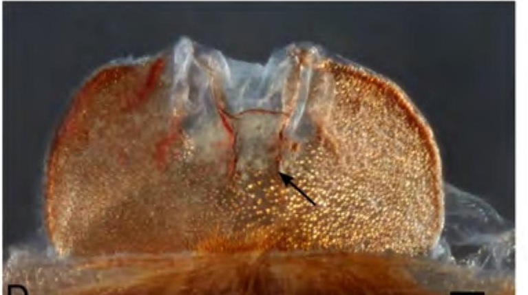 Spermathecae