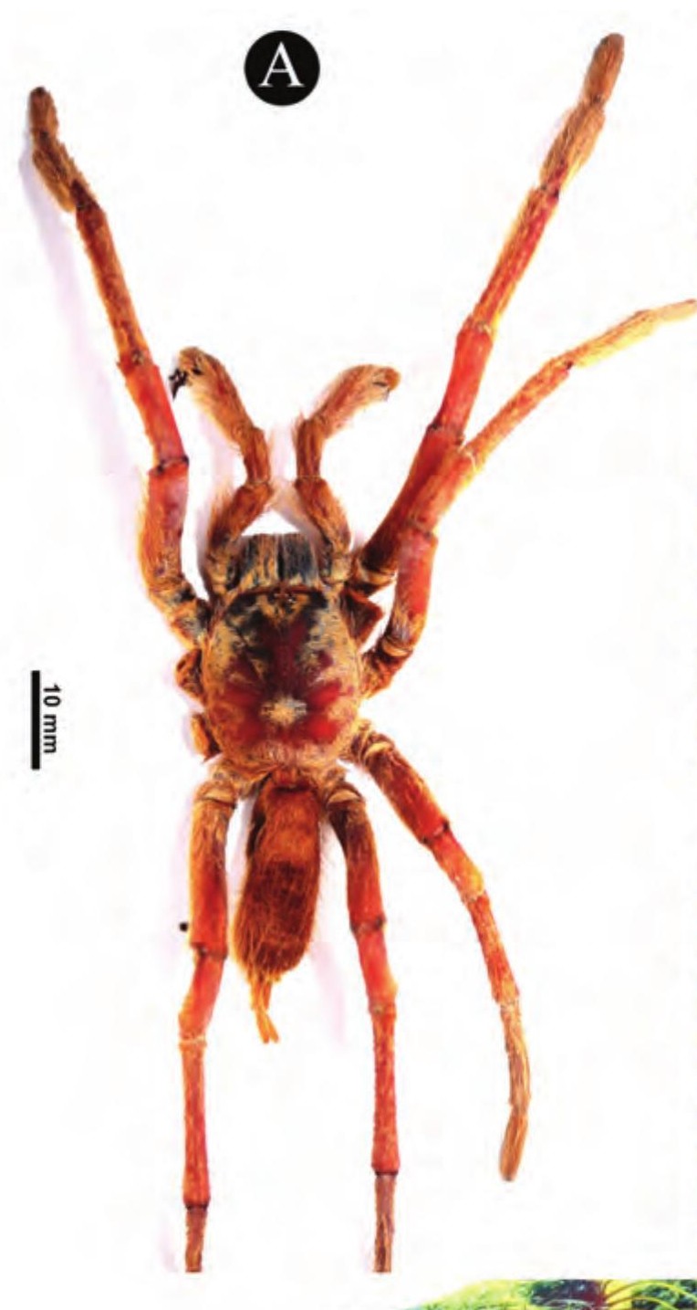 Male