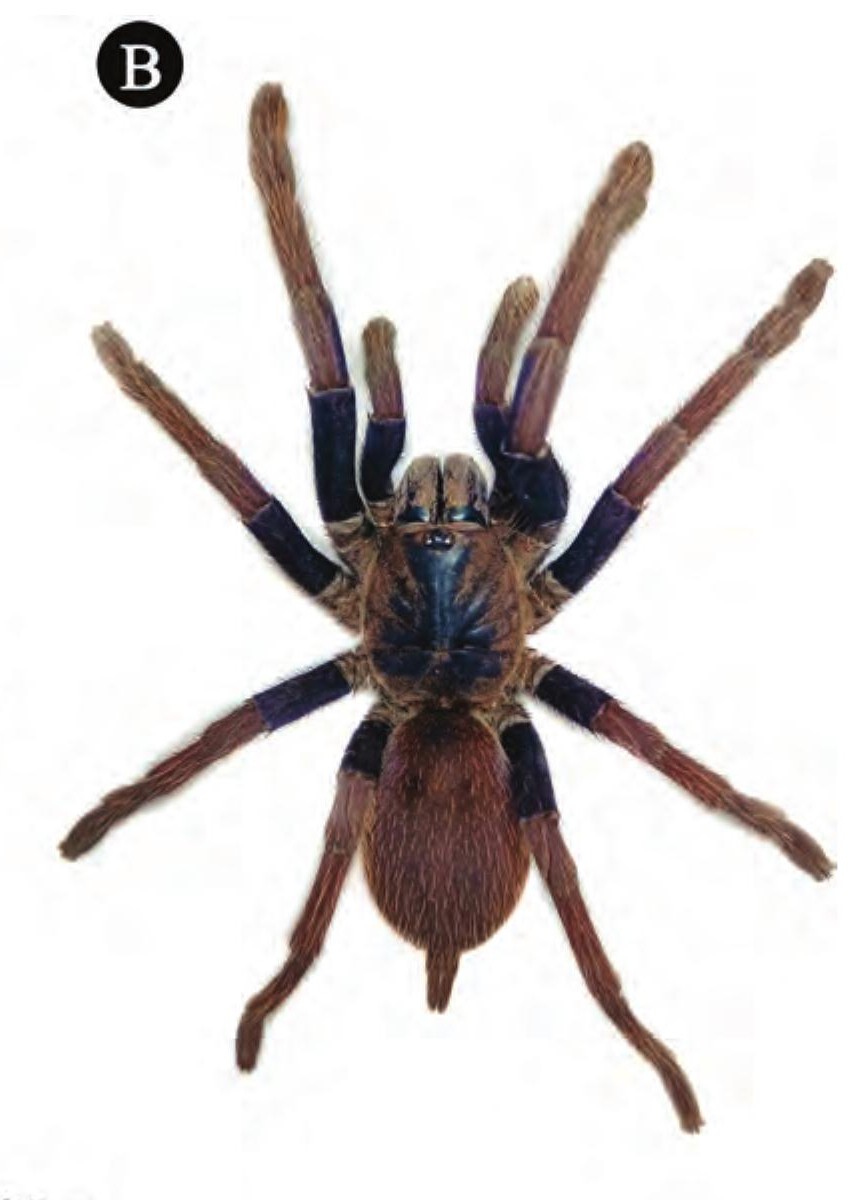 Female
