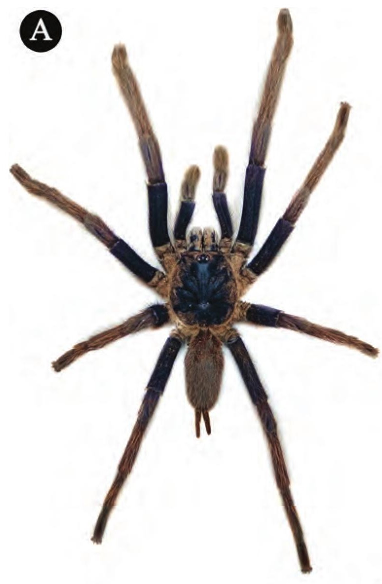 Male