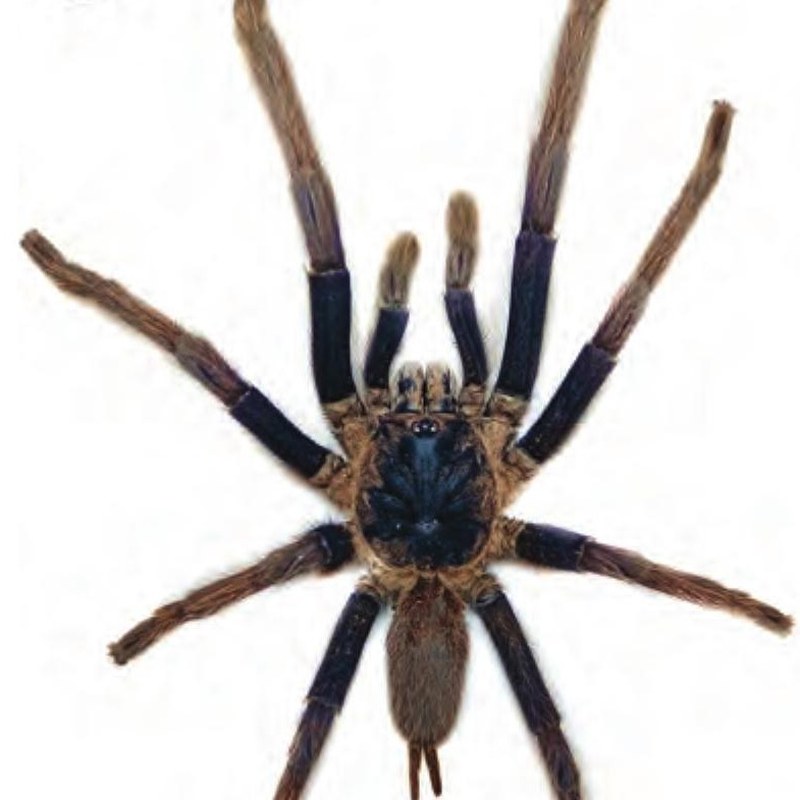 Selenobrachys ustromsupasius