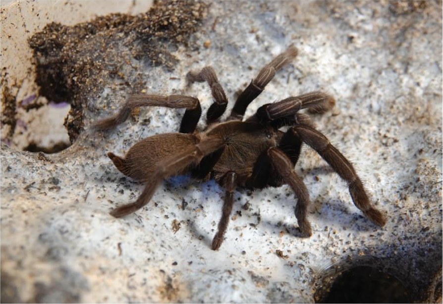 Live specimen