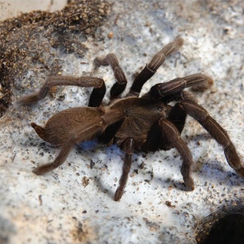 Selenocosmia crassipes