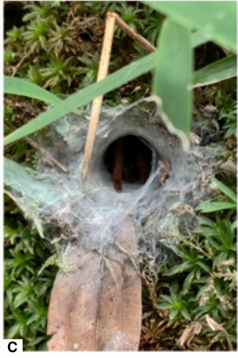 Burrow