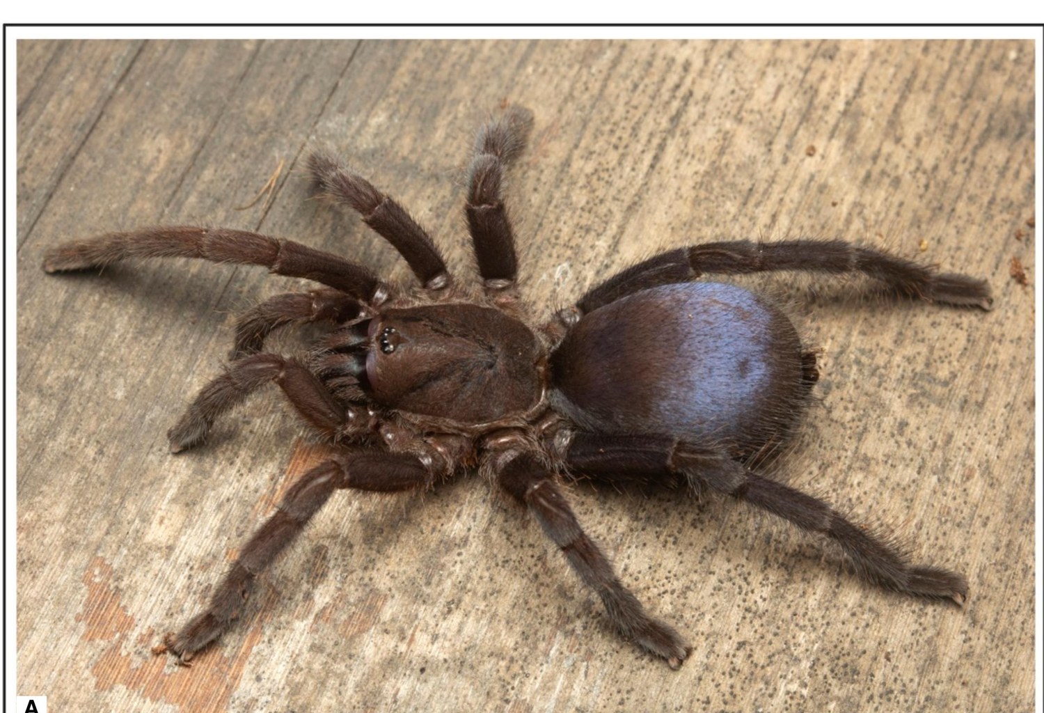 Live specimen
