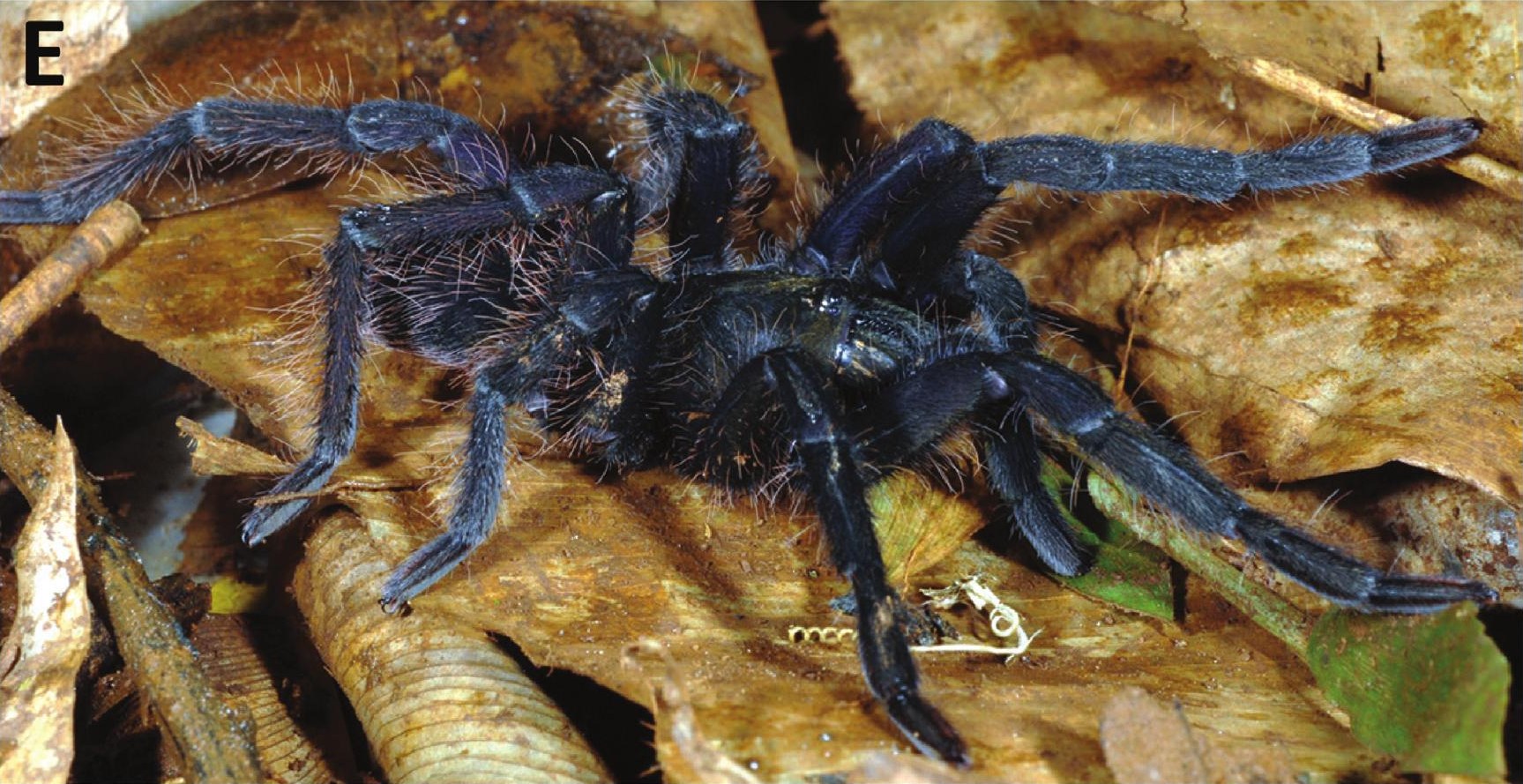 Female
