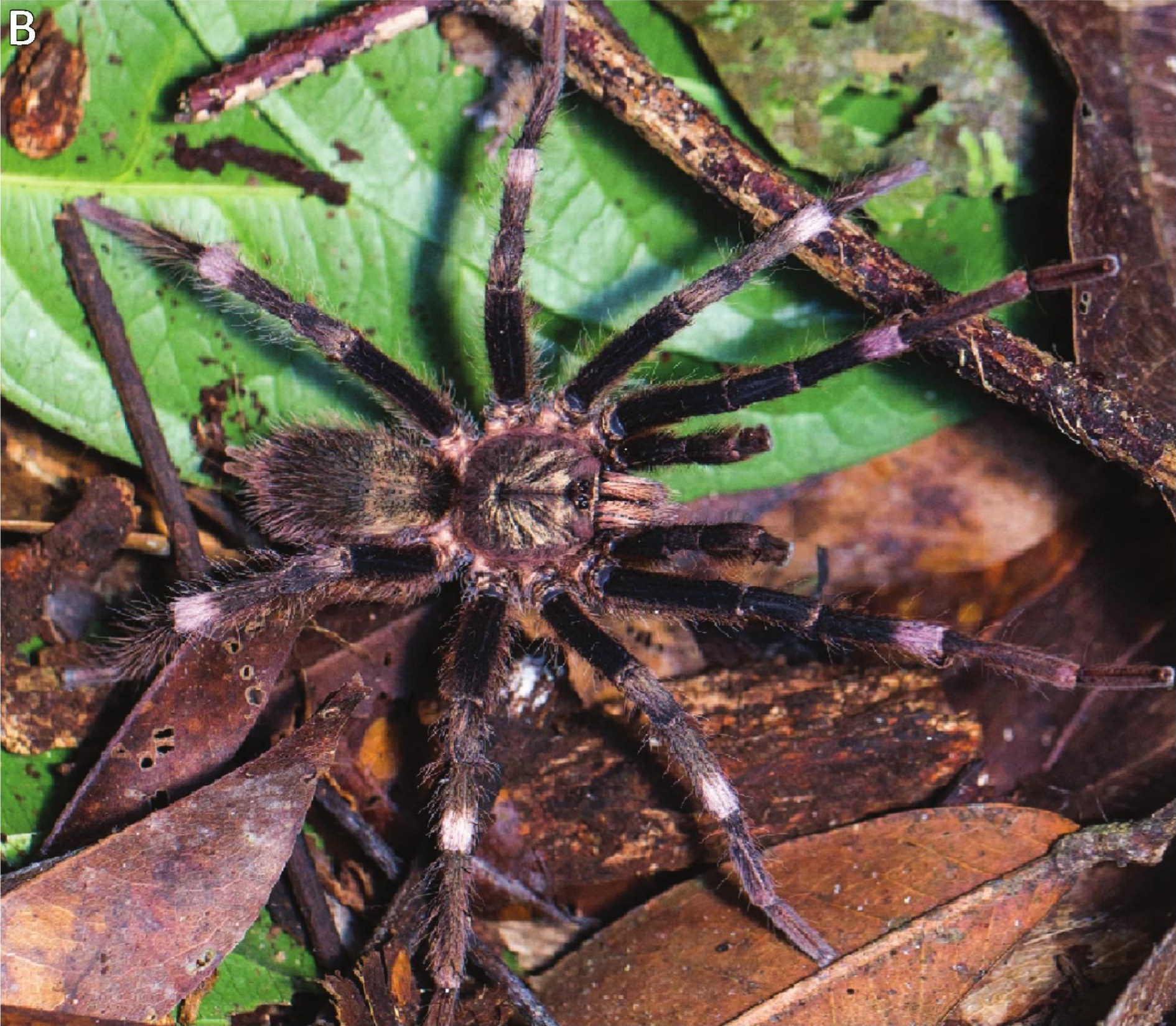 Male