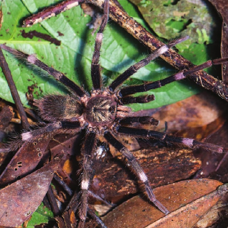Selenogyrus foordi