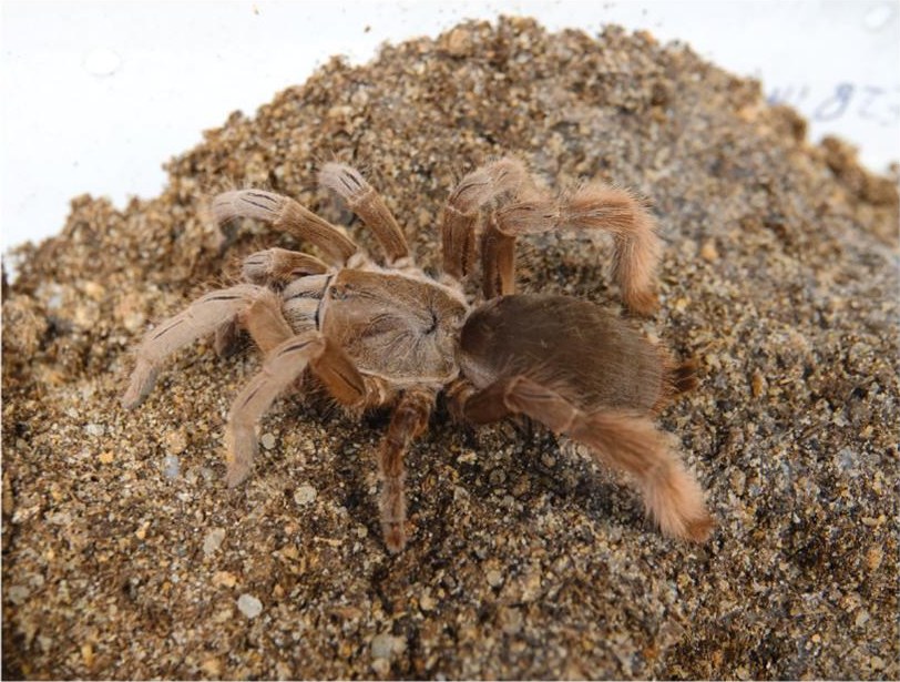 Live specimen