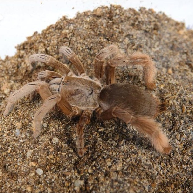 Selenotypus plumipes