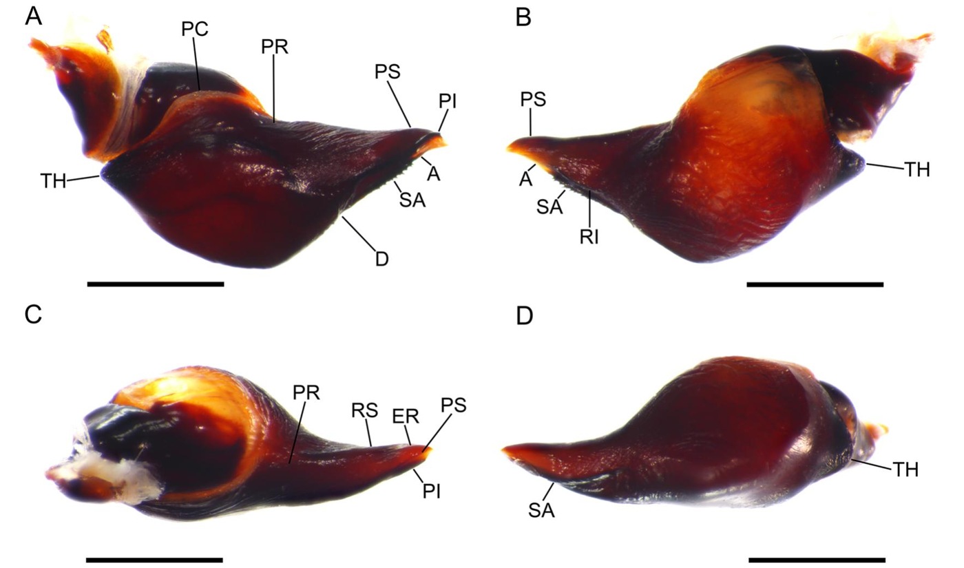 Male palp