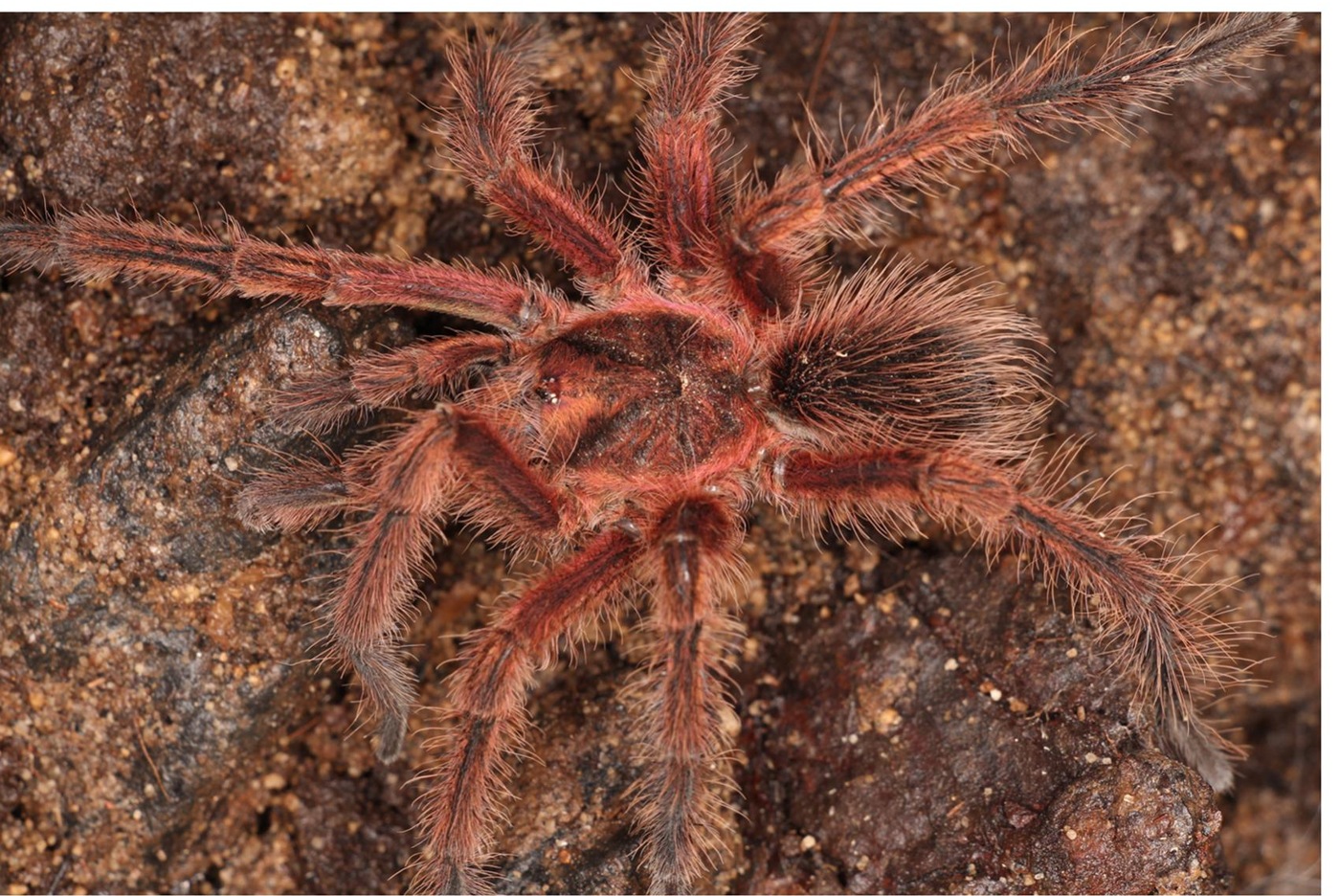 Tandayarachne sherwoodae