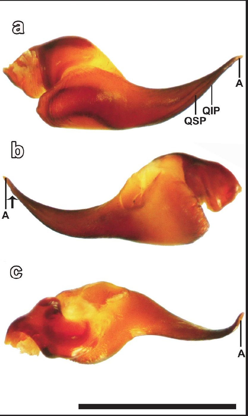 Male palp