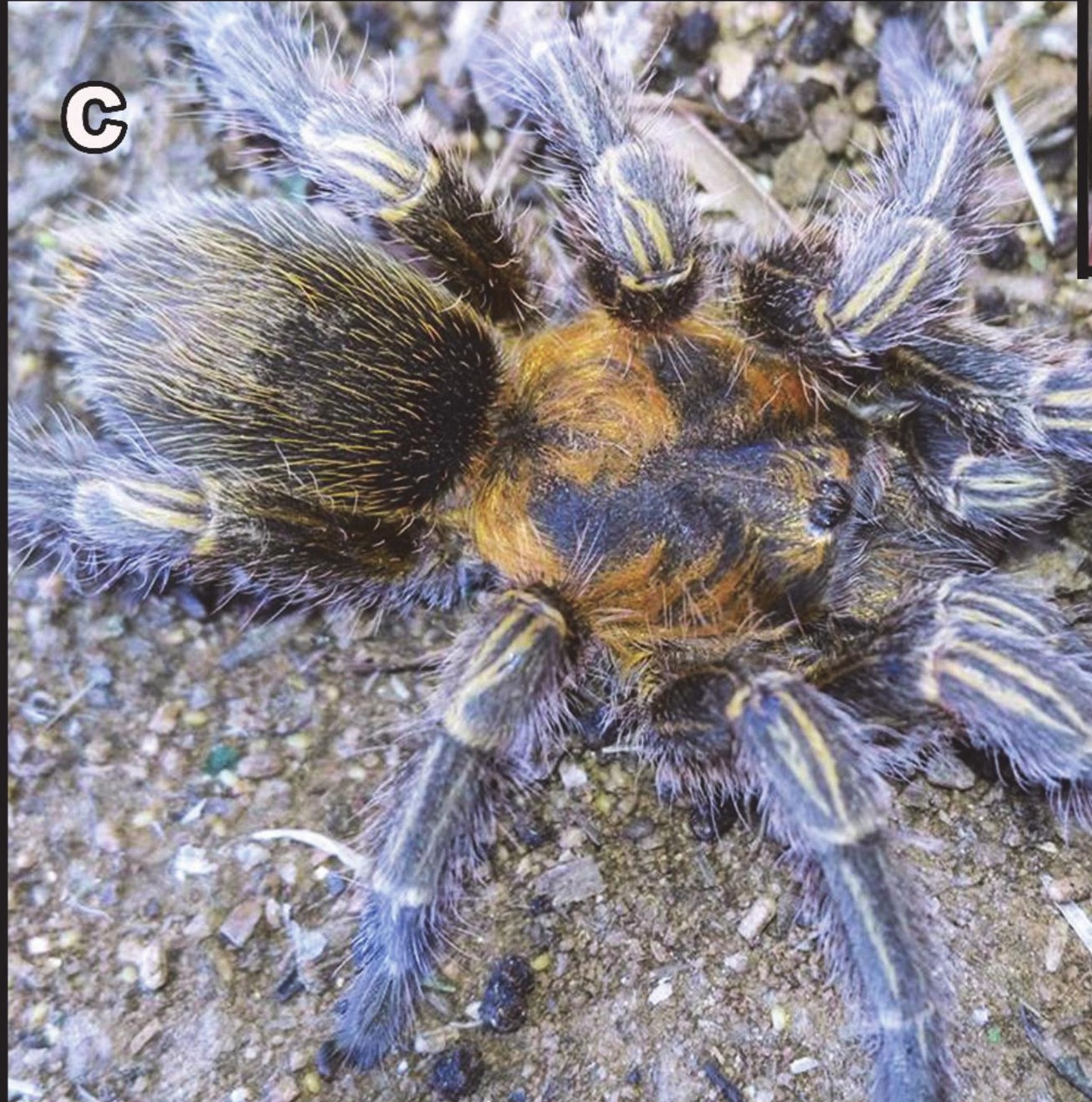 Female