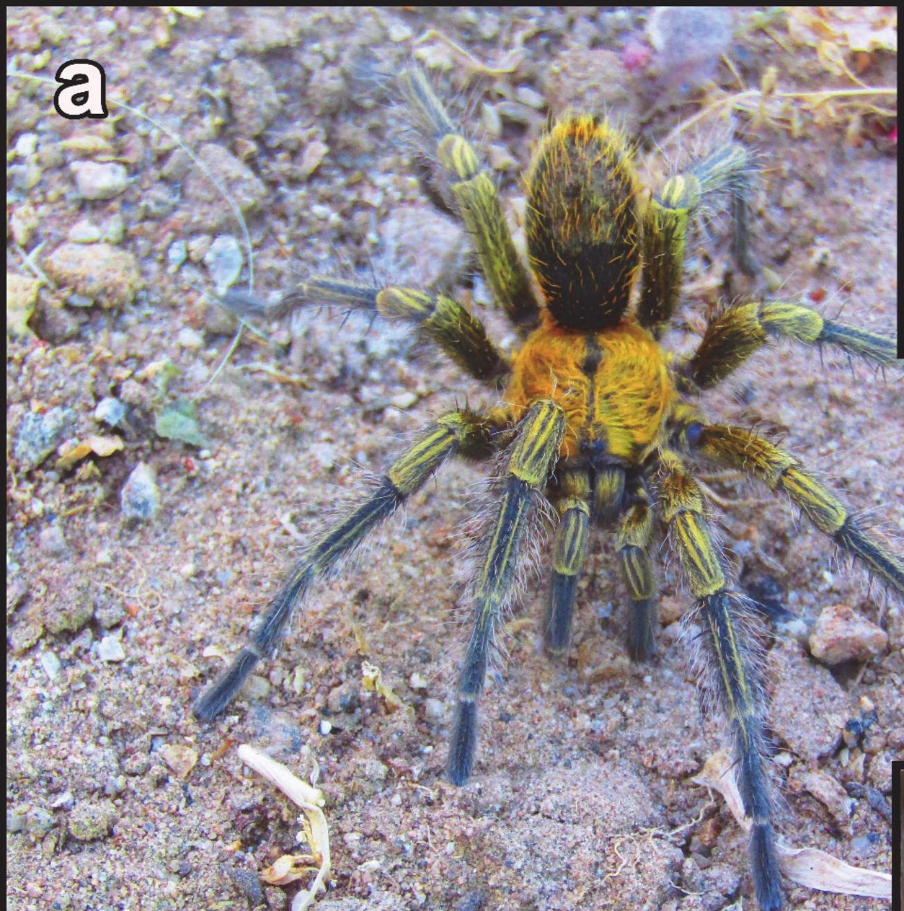 Male