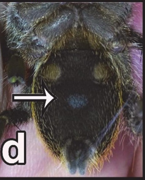 Underside