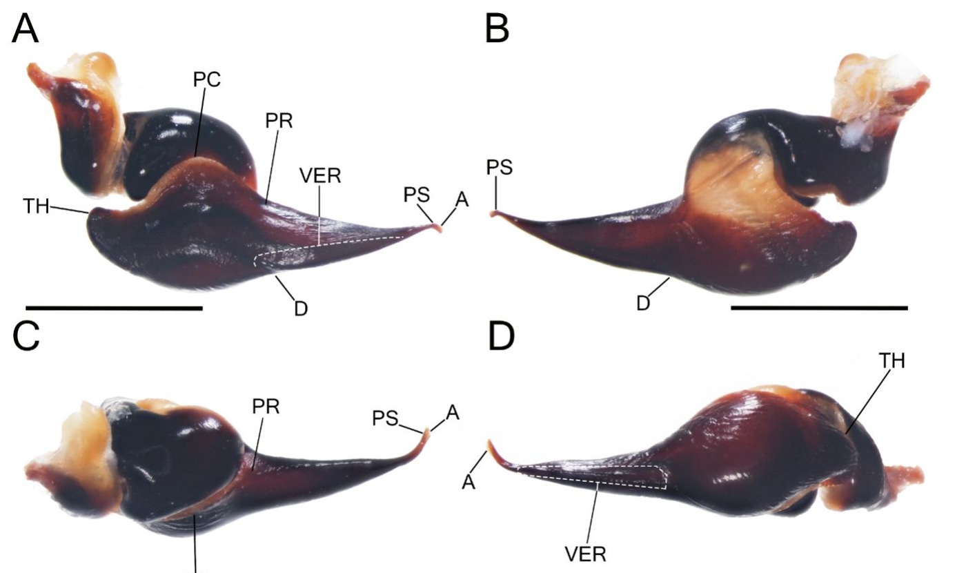Male palp