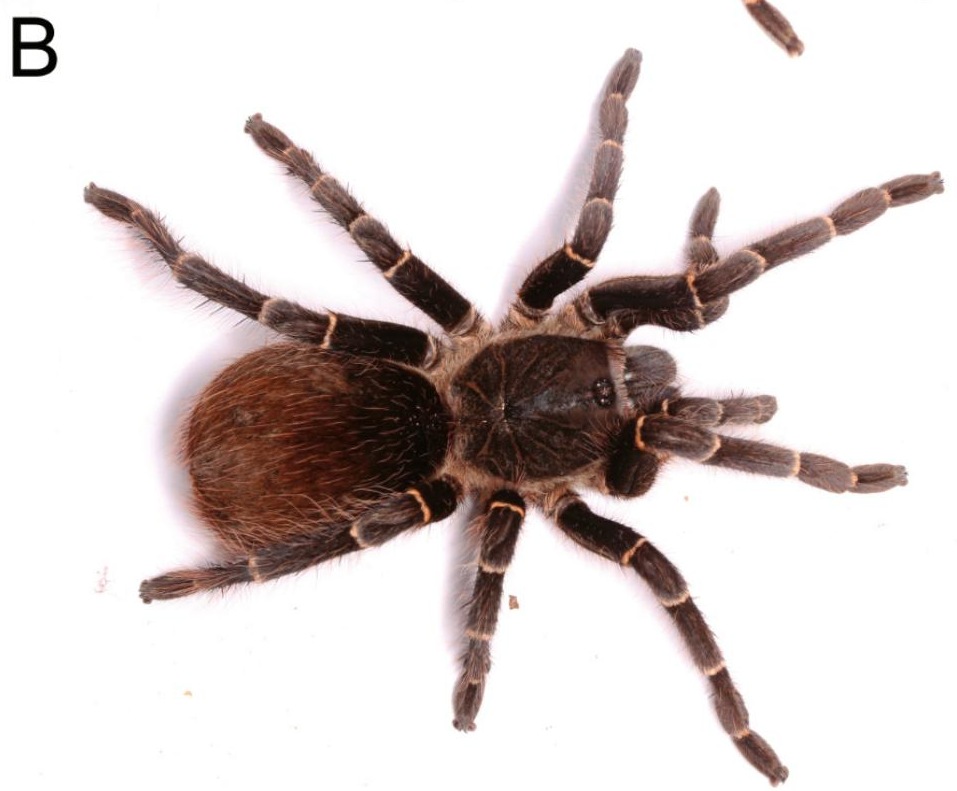 Female
