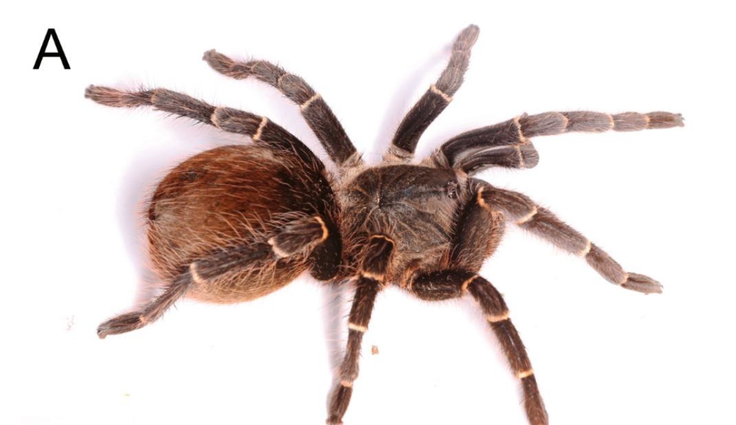 Live specimen