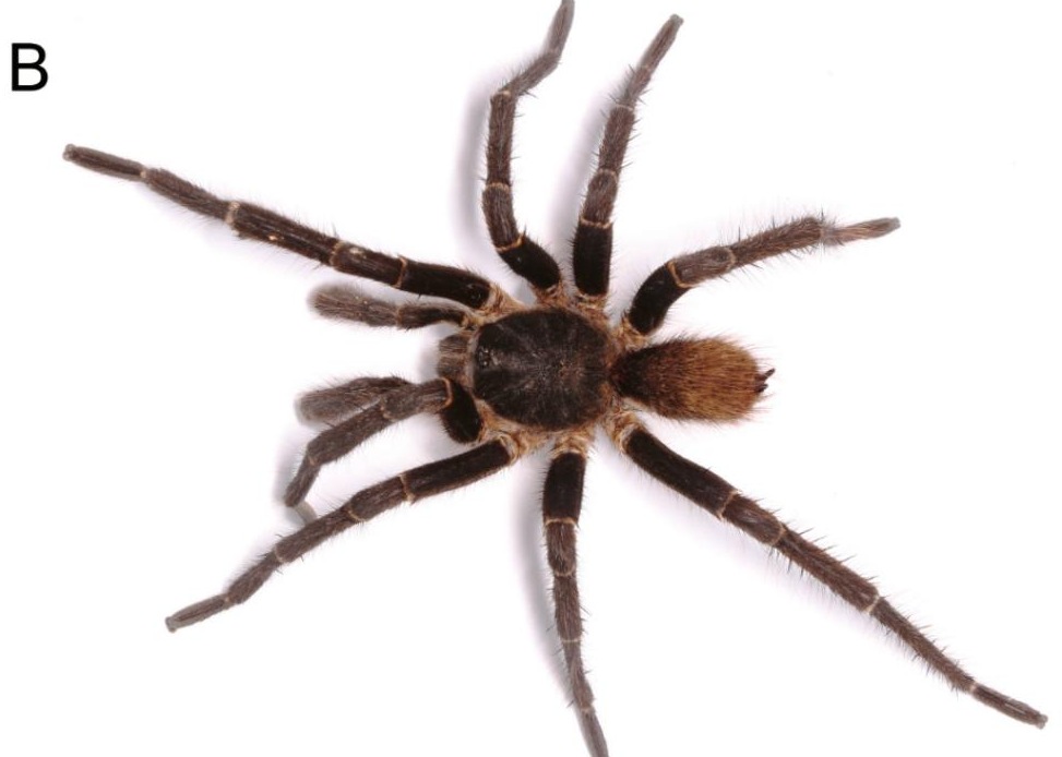Male