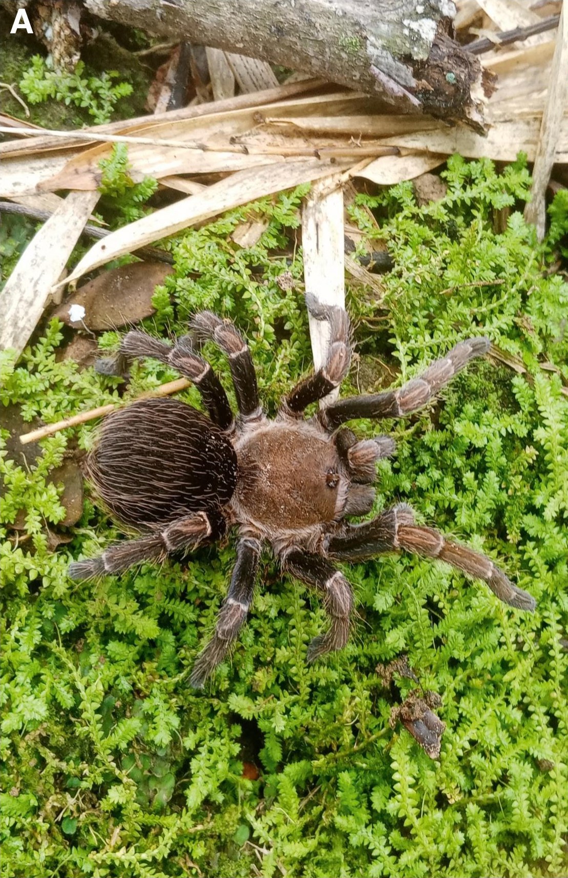 Male