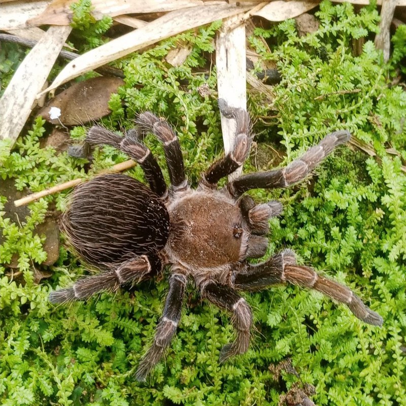 Spinosatibiapalpus neisi