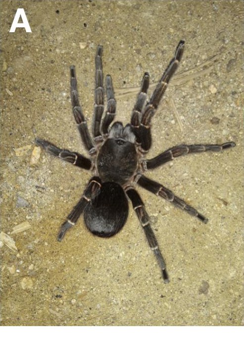 Female